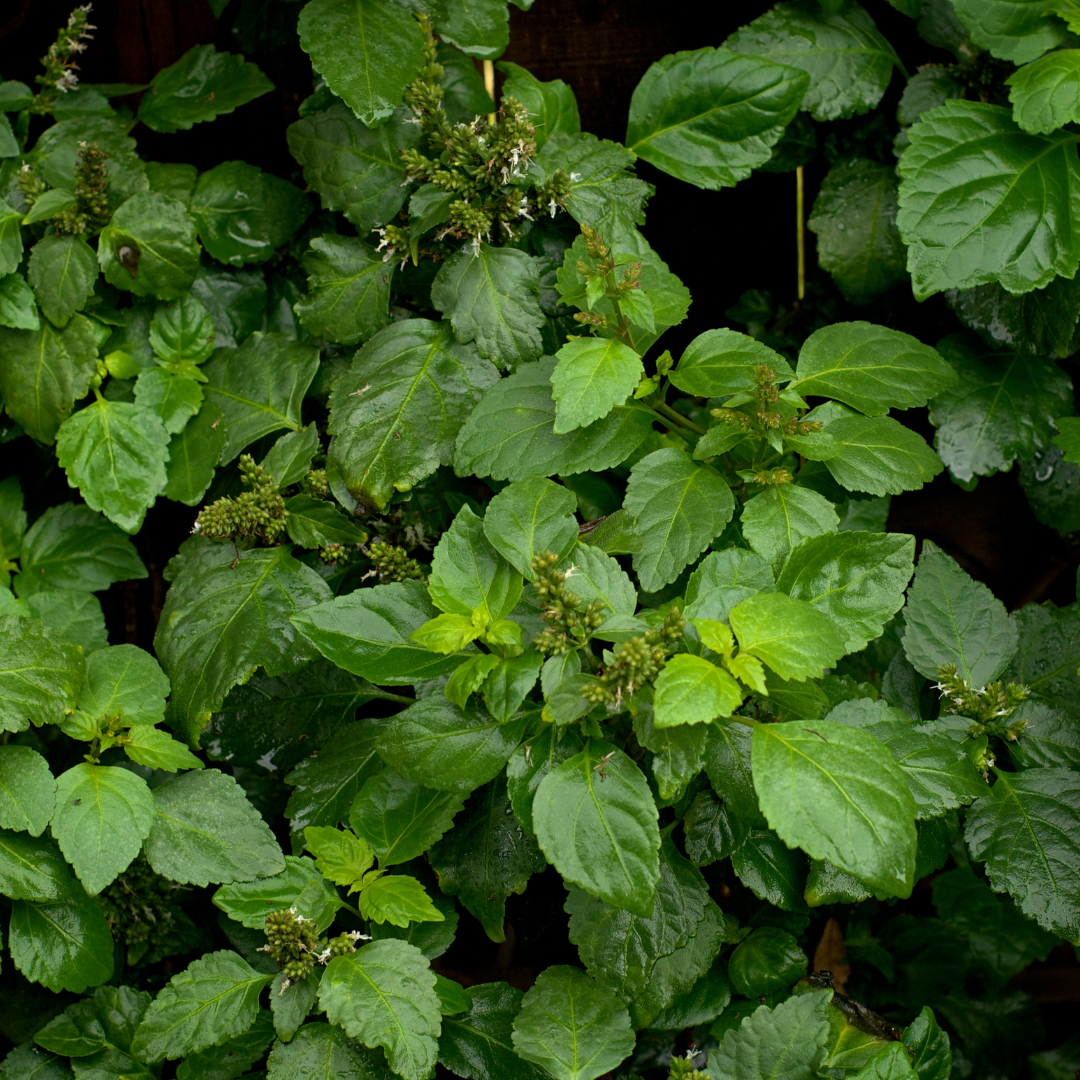 Patchouli 廣藿香精油