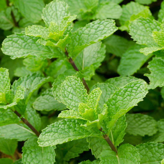 Peppermint Essential Oil image 2