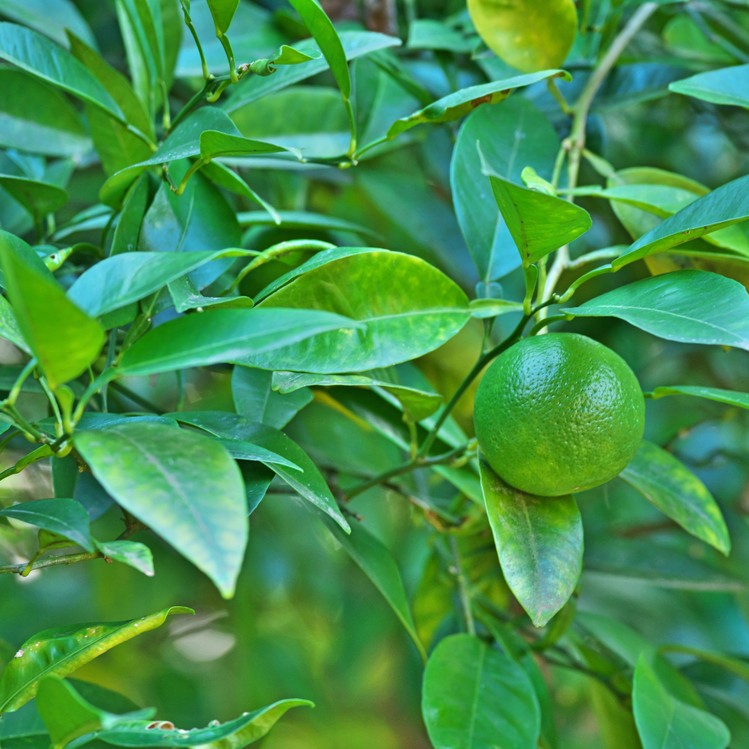 Petitgrain 苦橙葉精油