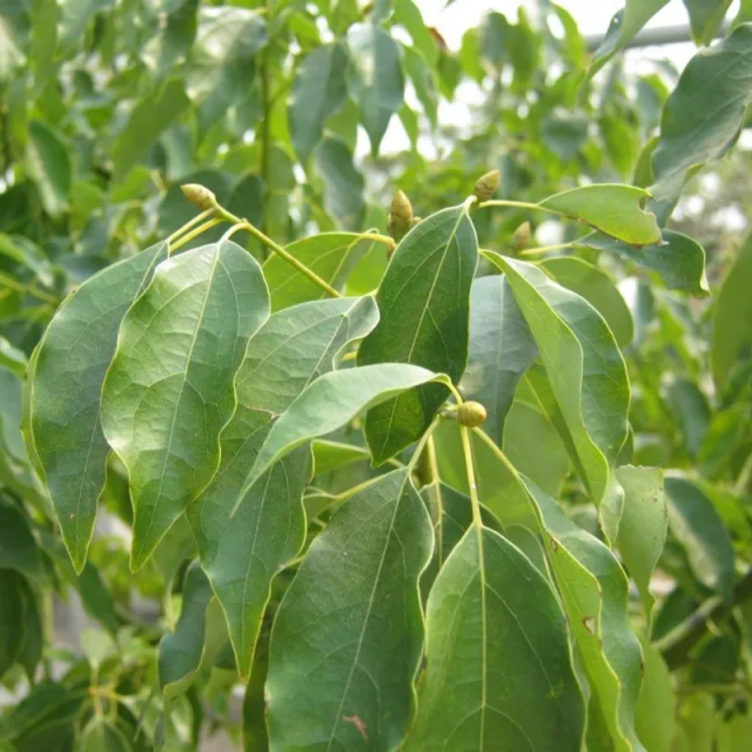 Ravensara Essential Oil