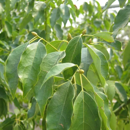 Ravensara Essential Oil