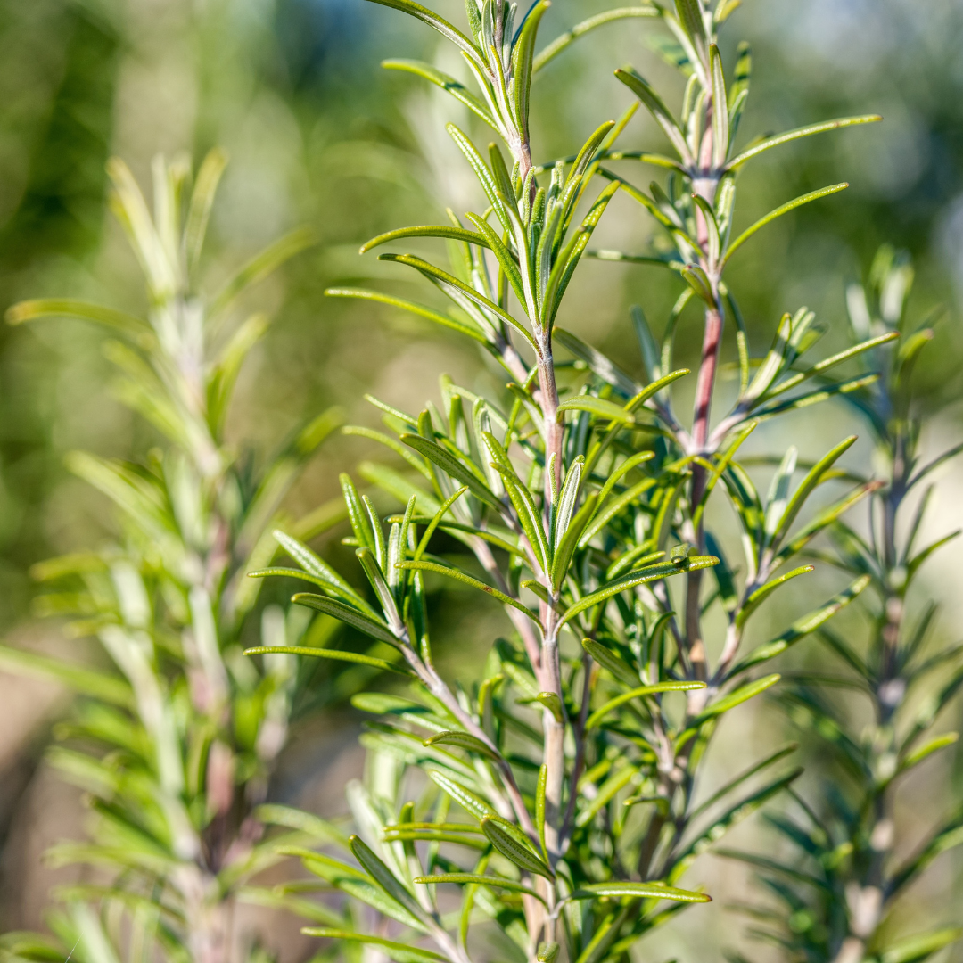 Rosemary Essential Oil