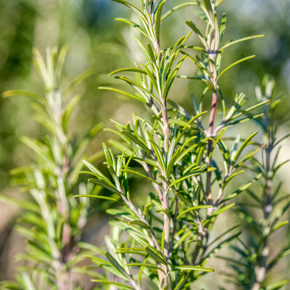 Rosemary Essential Oil