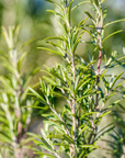 Rosemary Essential Oil