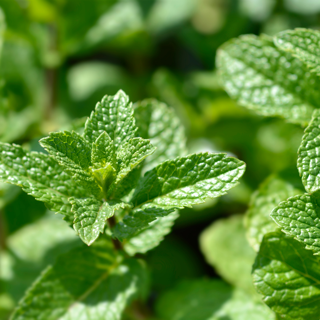 Spearmint Essential Oil