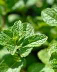 Spearmint Essential Oil