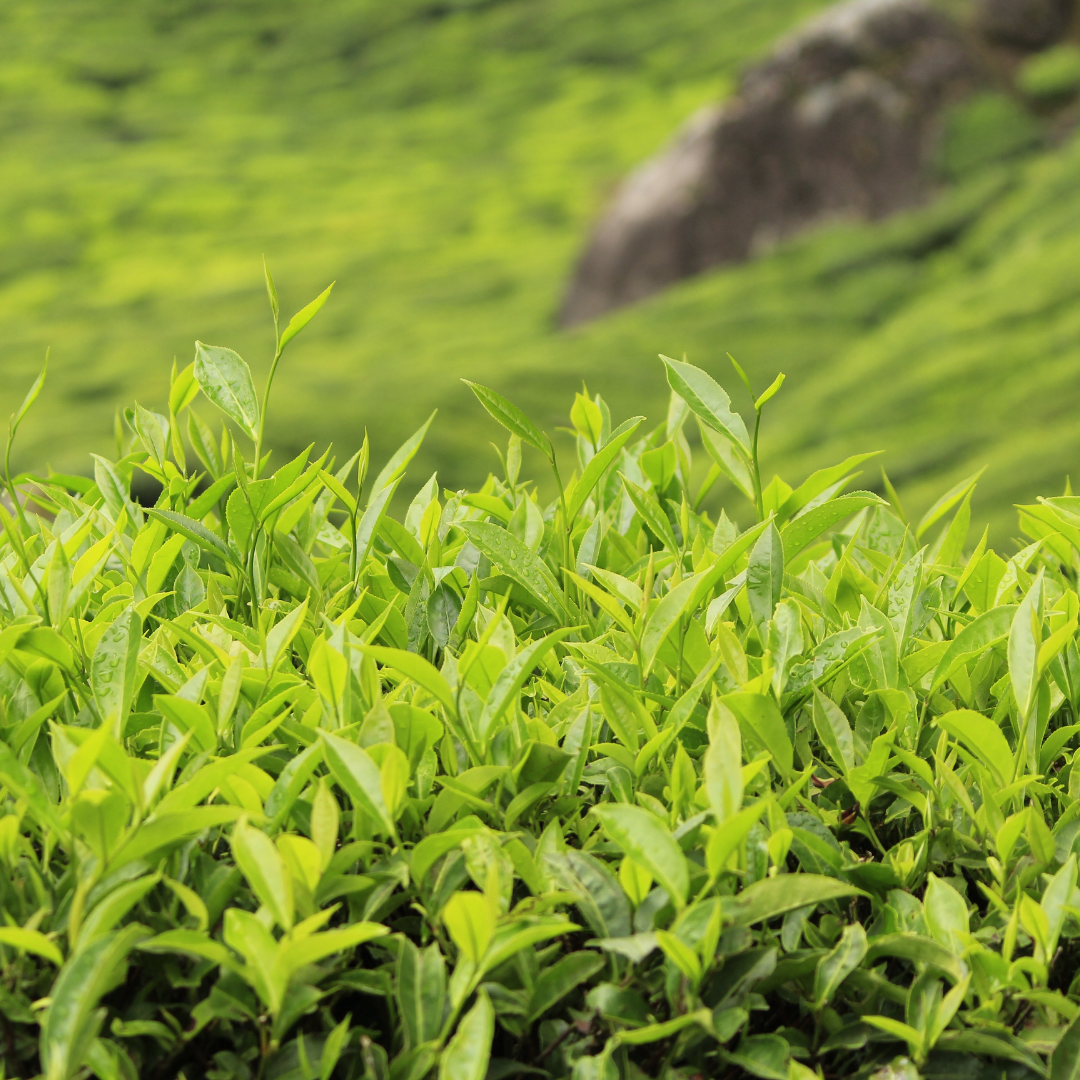 Tea Tree Essential Oil