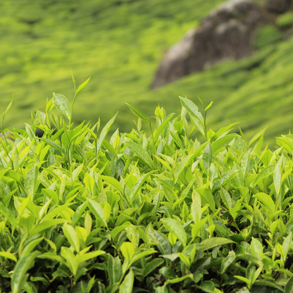 Tea Tree Essential Oil