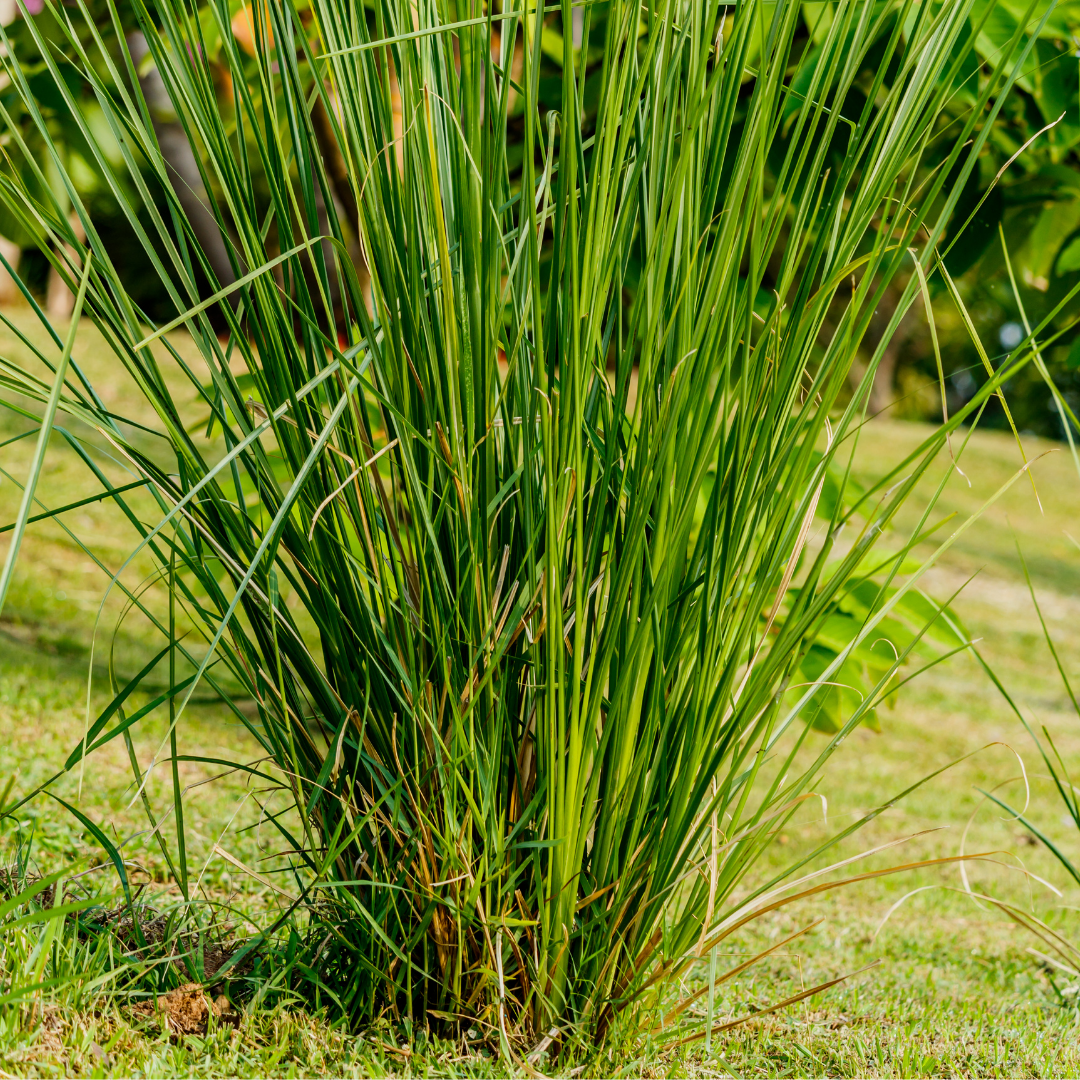 Vetiver Essential Oil