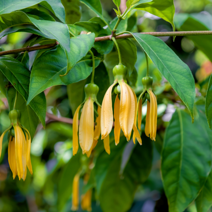 Ylang Ylang Extra 依蘭特級精油
