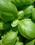 Basil 羅勒精油