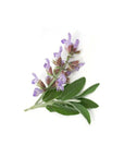 快樂鼠尾草精油 Clary Sage