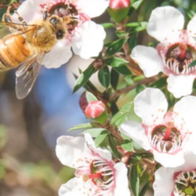 紐西蘭原產地蜂蜜處理中心