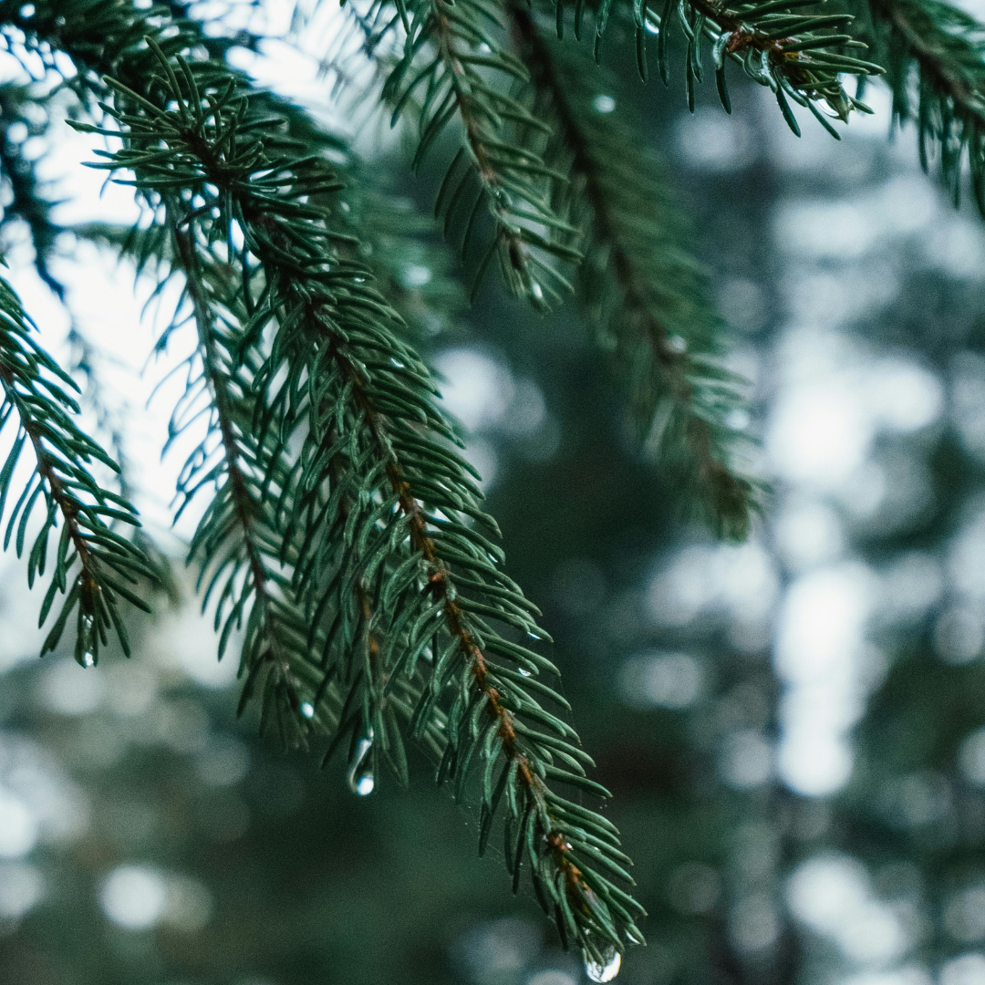 Pine Essential Oil