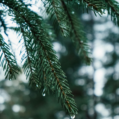 Pine Essential Oil