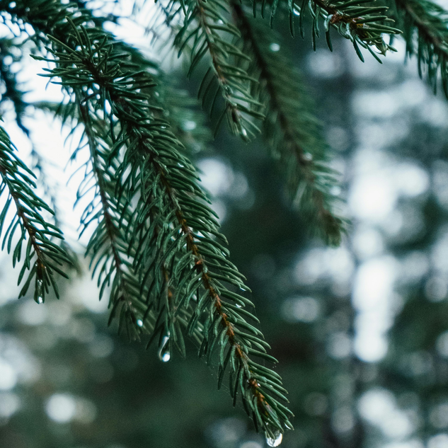 Pine Essential Oil