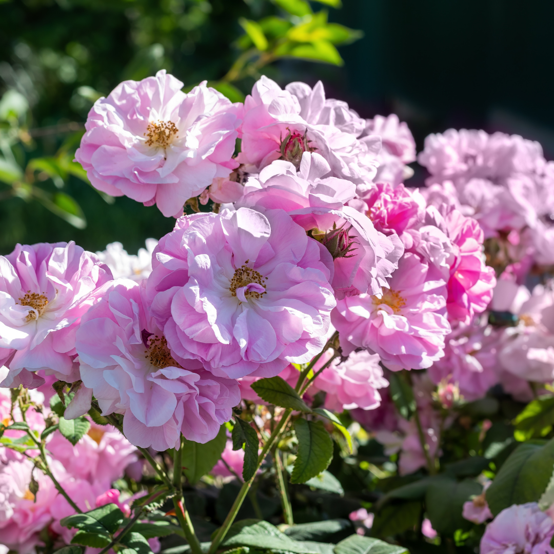 Rose otto 玫瑰精油