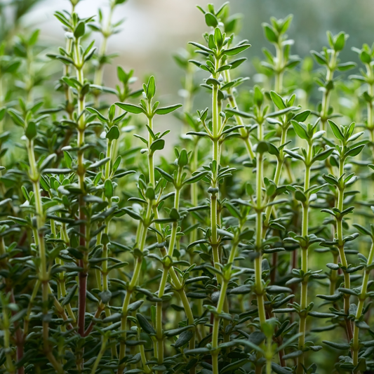 Thyme 百里香精油 image 2