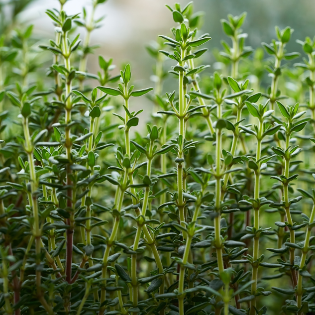 Thyme 百里香精油